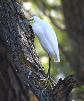 Snowy Egret, roosting in a tree