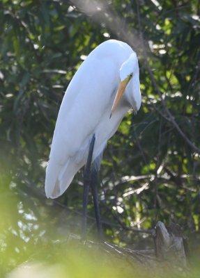 Great Egret, roosting