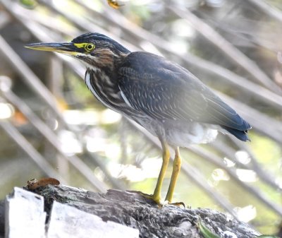 Next we drove over to the Rose Lake area; north of 63rd and Sara Road, we saw a Green Heron on the west side of the road.