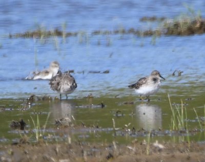 In the field on the east side of Sara Road, there were several sandpipers wading in the standing water.