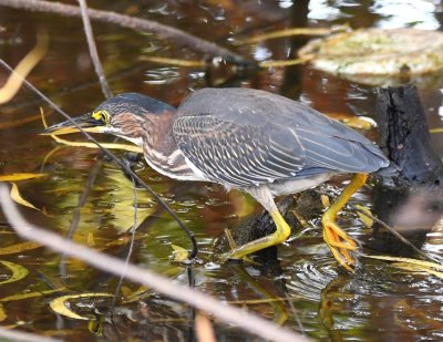 When we drove back to the intersection, we got some more photos of the Green Heron.