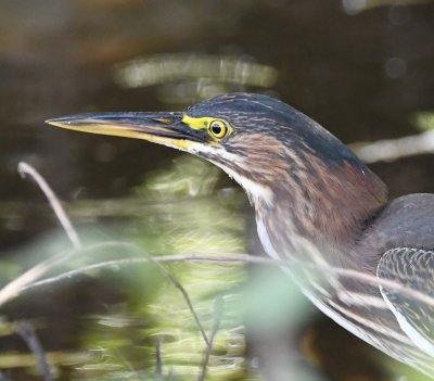 Close-up of the Green Heron