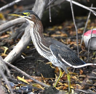 Green Heron, stretching its neck