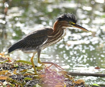 I missed the action from my side of the car, but the ladies all saw the Green Heron hop toward where a Bullfrog had been resting, scaring the frog into the water.