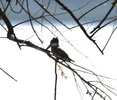 After leaving the Rose Lake area, we drove over to the north side of Lake Overholser and found this Belted Kingfisher in a tree over the water's edge.