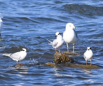 We drove around the west side of Lake Overholser and saw a group of birds on rocks near the shore, including these Forster's Tern and Ring-billed Gull.