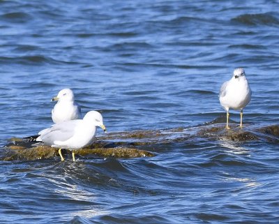 Ring-billed Gulls, on the west side of Lake Overholser