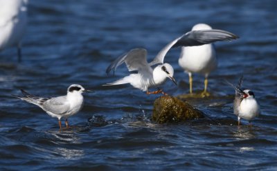 Forster's Terns, with gulls in the background