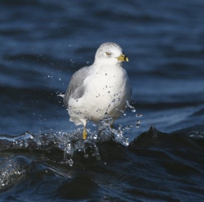 Ring-billed Gull, getting splashed by the waves at Lake Overholser