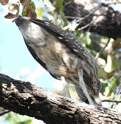At first, we weren't sure what we were seeing, but once we got oriented, we realized we were looking at the back side of an immature Black-crowned Night-Heron in a tree at the heron rookery.