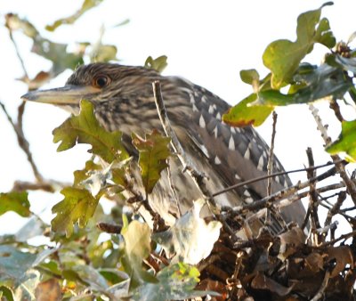 Another immature Black-crowned Night-Heron