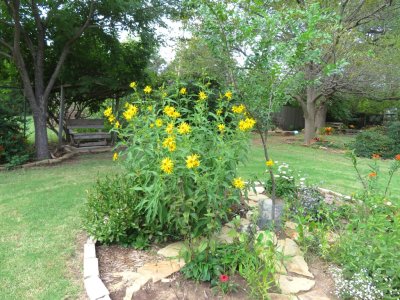 One of the native sunflowers in the peace bed did really well this year.
