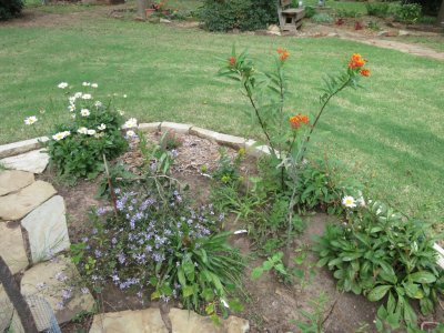 A couple of Shasta daisies, a tropical milkweed and an aster, all blooming in the peace bed