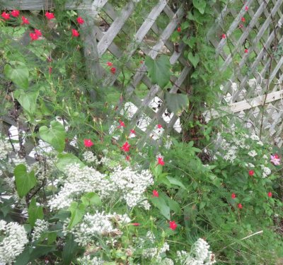 Thoroughwort/Boneset and Cypress vine, blooming in the big trellis bed