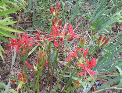 Surprise lily, in bloom in the bulb bed