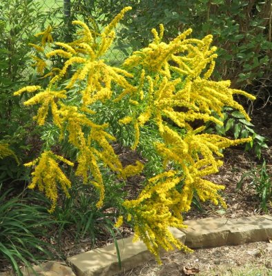 Goldenrod, on the east fence
