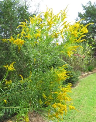Goldenrod