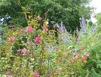 Peppermint Crepe Myrtle and Vitex/Chaste tree in southeast square bed