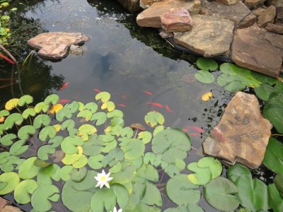 Goldfish in the pond