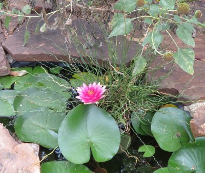 Red water lily