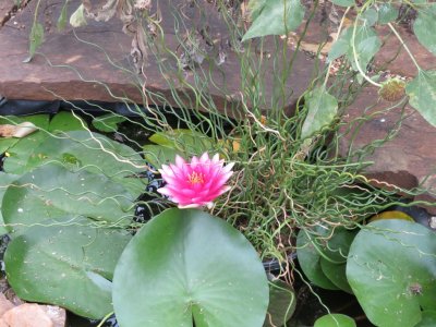 Red water lily
