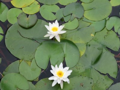 White water lilies