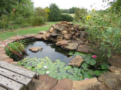Our pond