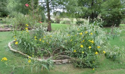 The un-pond bed, with Texas Star hibiscus, thoroughwort, swamp sunflower and white smartweed