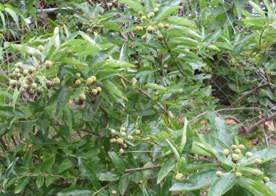 Buttonbush, along the back fence