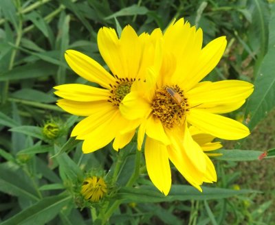 Swamp Sunflower blooms
