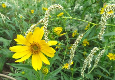 Swamp Sunflower and white Smartweed blooms