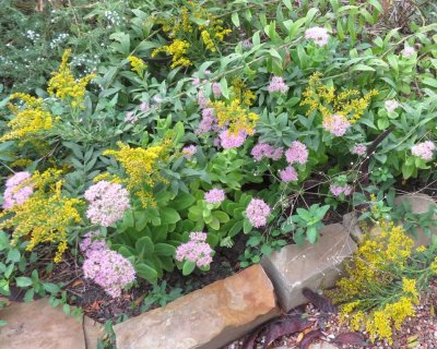 Live Forever and Goldenrod (and maybe some fleabane) in the grove bed