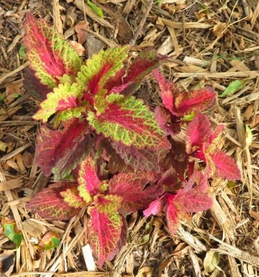 Coleus, in the middle hosta bed