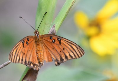 Tattered Gulf Fritillary