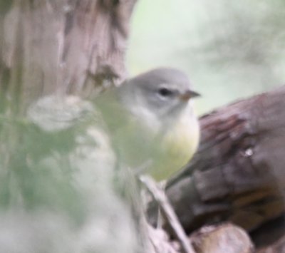 Orange-crowned Warbler, on the west side of the yard