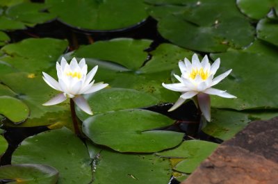 White water lilies