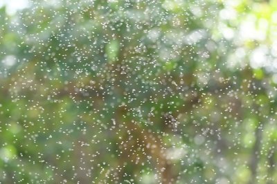There was a cloud of insects in the back of the yard.
