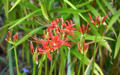 Surprise lilies