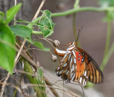 Gulf Fritillary, laying eggs on a Passionflower vine