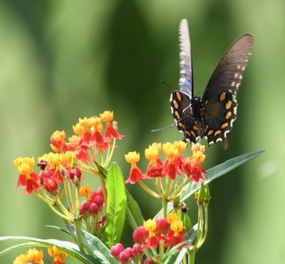 Swallowtail butterfly, on Tropical Milkweed