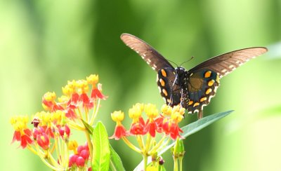 Black Swallowtail