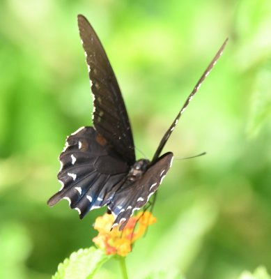 Black swallowtail on lantana