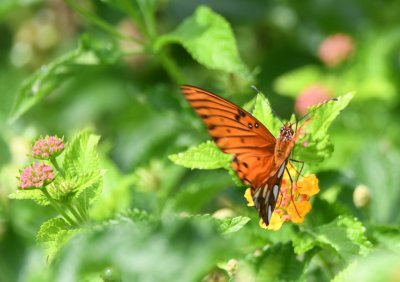 Gulf Fritillary
