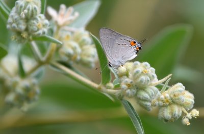 Gray Hairstreak, Strymon melinus