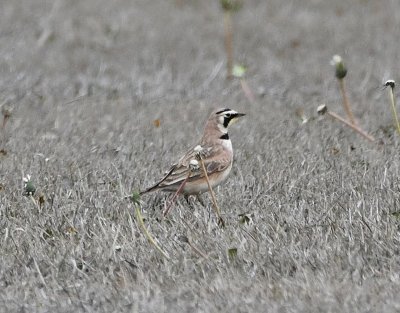 Horned Lark at the Comanche Nation Casino, Cotton County, OK