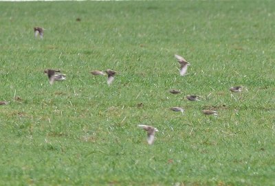 McCown's Longspurs in flight