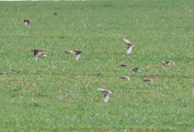 McCown's Longspurs in flight