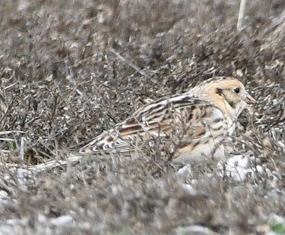 Back at the casino, we found Lapland Longspurs