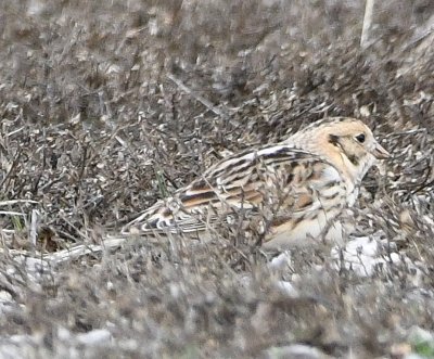 SW OK Birding, Jan 29, 2020