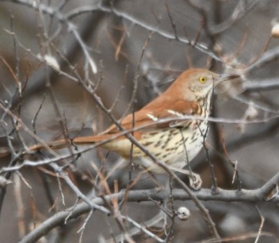 Brown Thrasher in a copse of trees on the north side of Highway 70